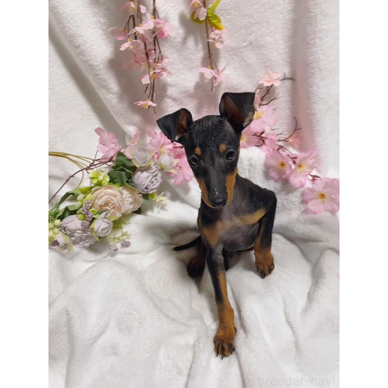 成約済の千葉県のトイマンチェスターテリア-429771の3枚目