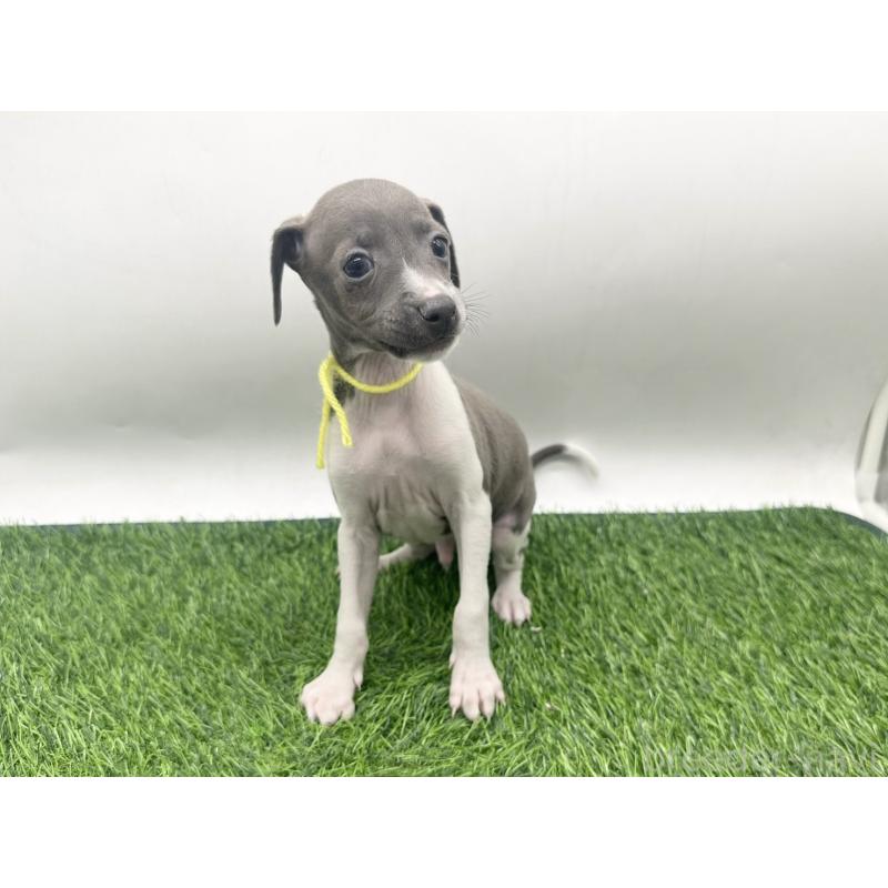 販売中の愛知県のイタリアングレーハウンド(イタグレ)-443356
