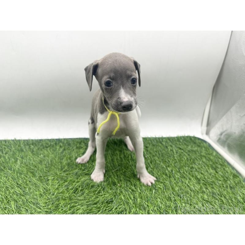 販売中の愛知県のイタリアングレーハウンド(イタグレ)-443356の5枚目