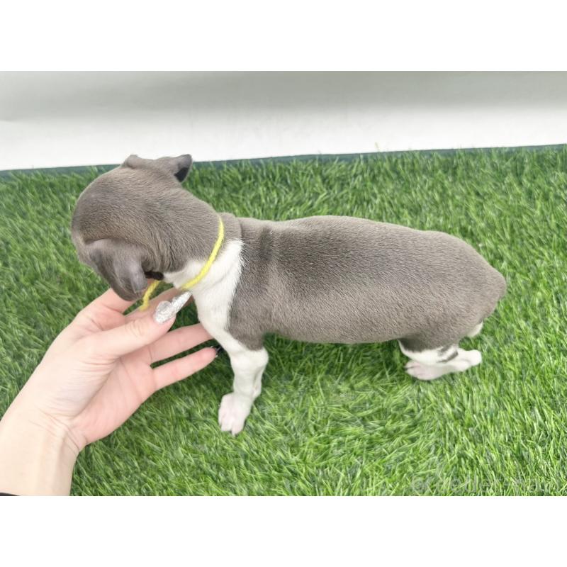 販売中の愛知県のイタリアングレーハウンド(イタグレ)-443356の4枚目