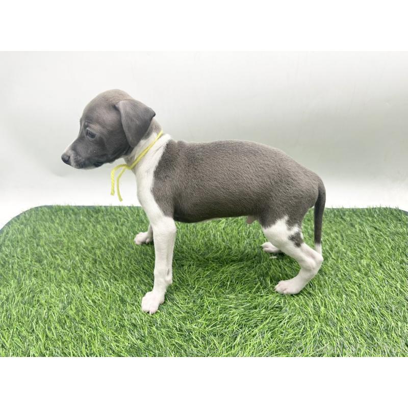 販売中の愛知県のイタリアングレーハウンド(イタグレ)-443356の3枚目