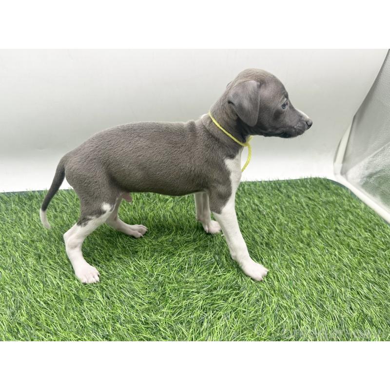 販売中の愛知県のイタリアングレーハウンド(イタグレ)-443356の2枚目