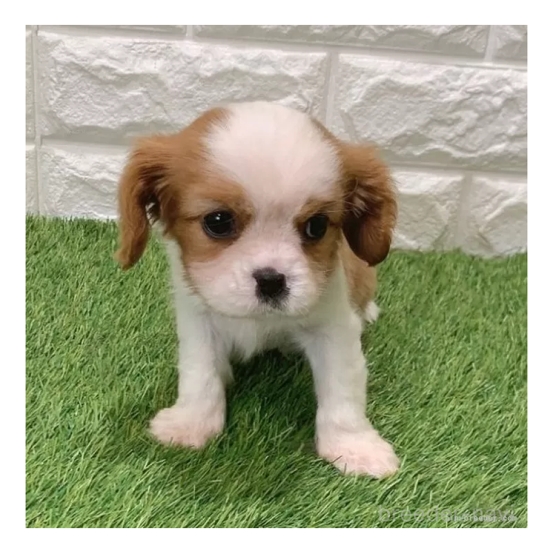 販売中の愛知県のキャバリアキングチャールズスパニエル-439926