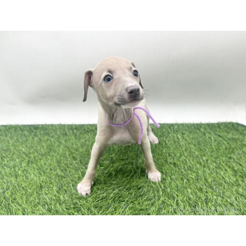 販売中の愛知県のイタリアングレーハウンド(イタグレ)-443358の5枚目