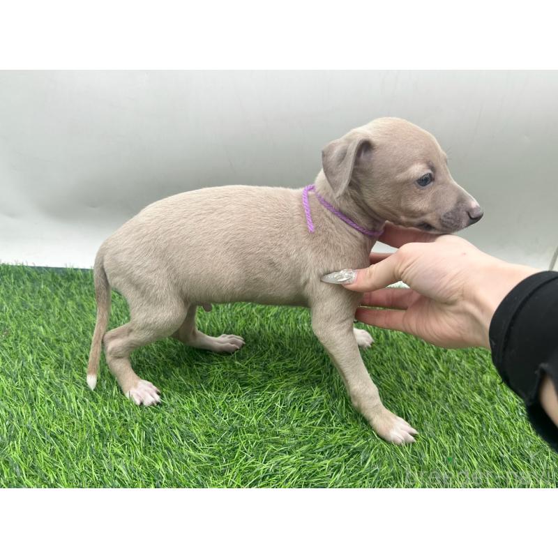 販売中の愛知県のイタリアングレーハウンド(イタグレ)-443358の4枚目