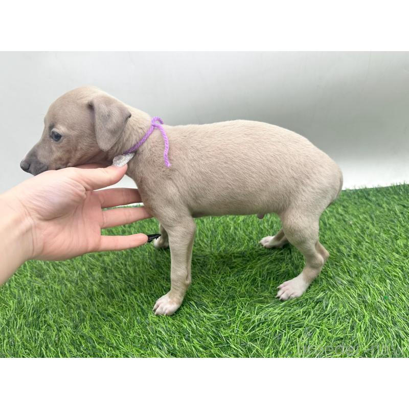 販売中の愛知県のイタリアングレーハウンド(イタグレ)-443358の3枚目