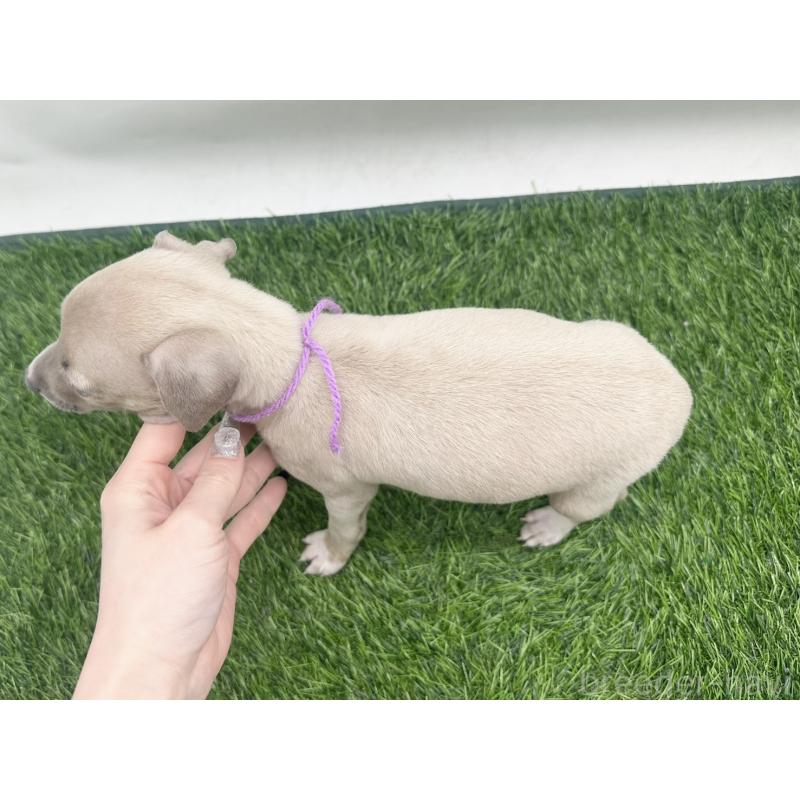 販売中の愛知県のイタリアングレーハウンド(イタグレ)-443358の2枚目