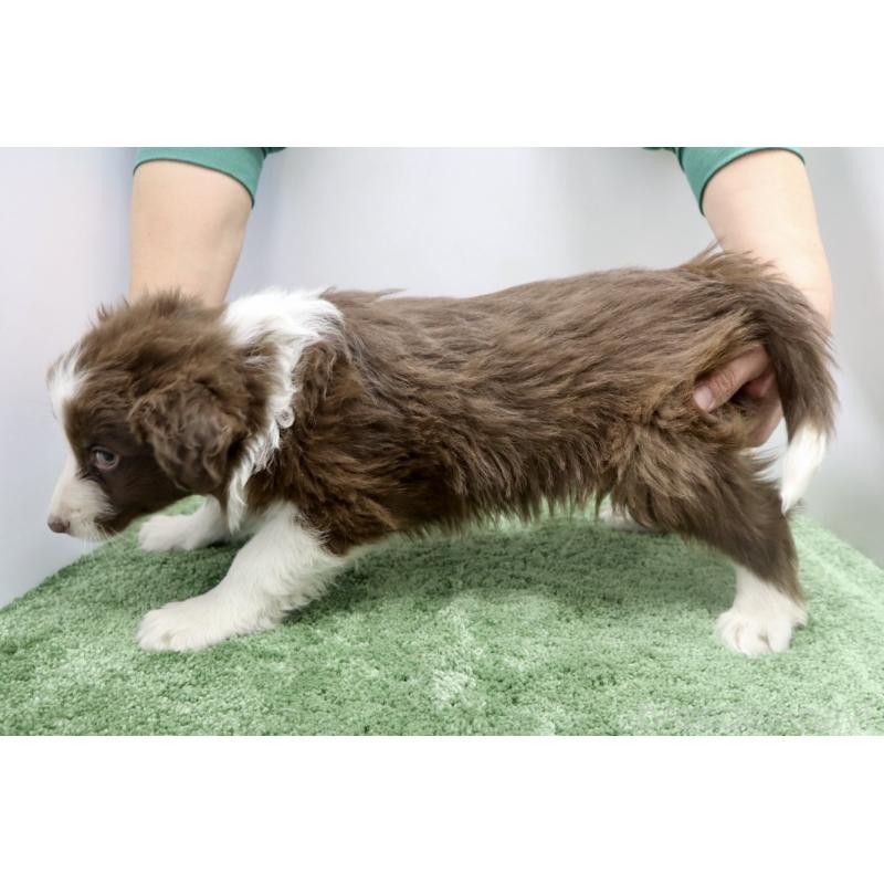 成約済の群馬県のボーダーコリー-436955の4枚目