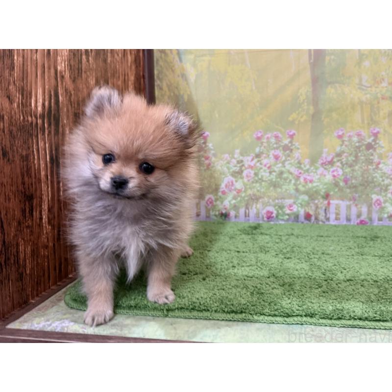 販売中の埼玉県のポメラニアン-437538