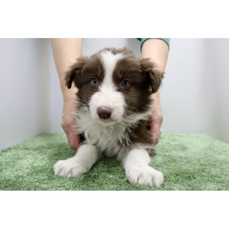 成約済の群馬県のボーダーコリー-436955の2枚目