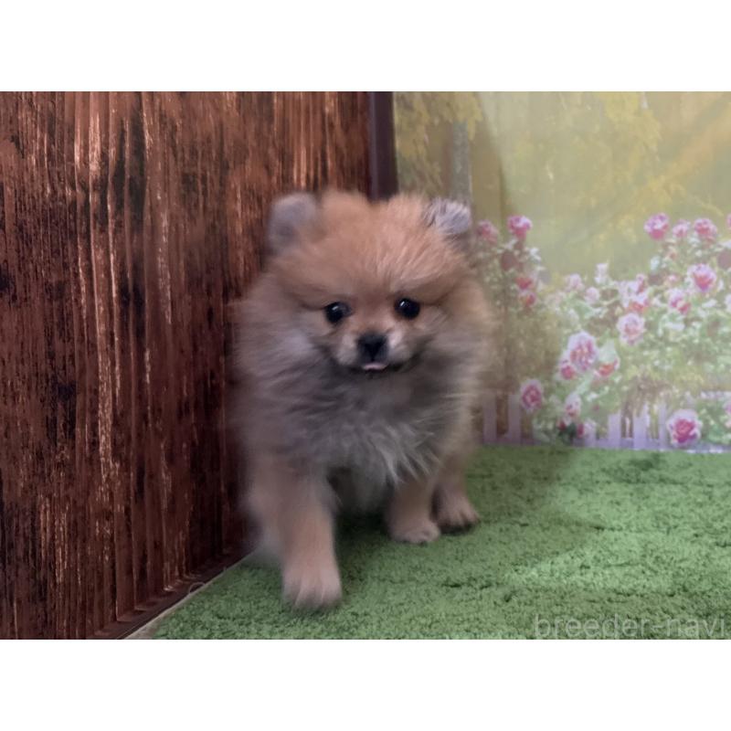 販売中の埼玉県のポメラニアン-437538の4枚目