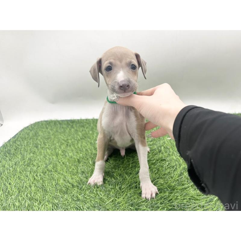 販売中の愛知県のイタリアングレーハウンド(イタグレ)-443360