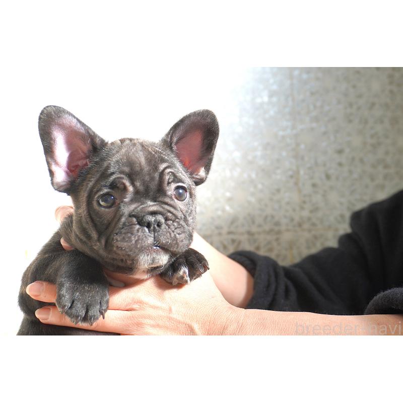 販売中の東京都のフレンチブルドッグ-443361の8枚目