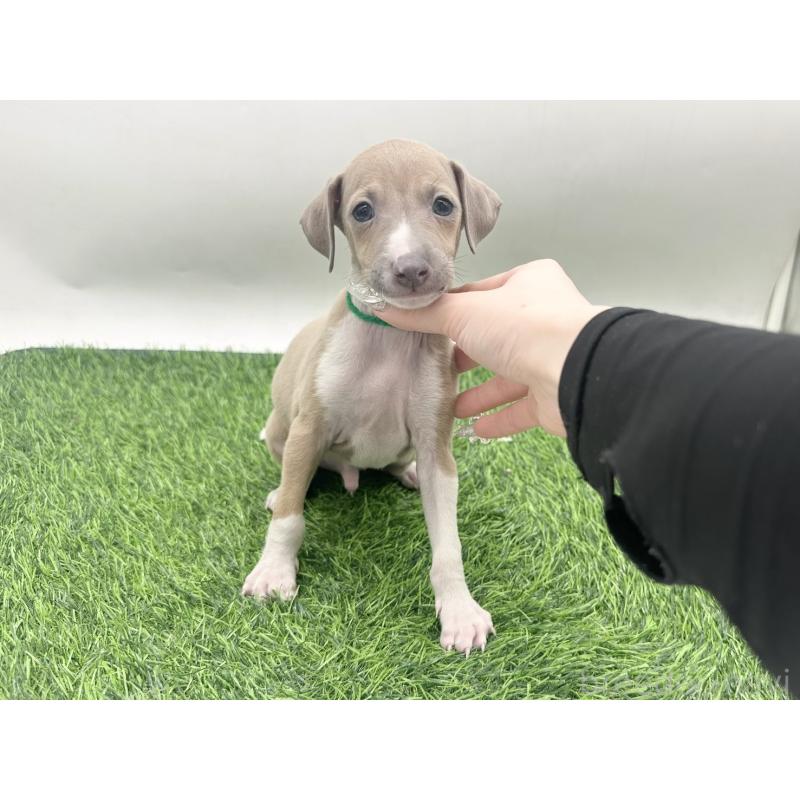 販売中の愛知県のイタリアングレーハウンド(イタグレ)-443360の5枚目