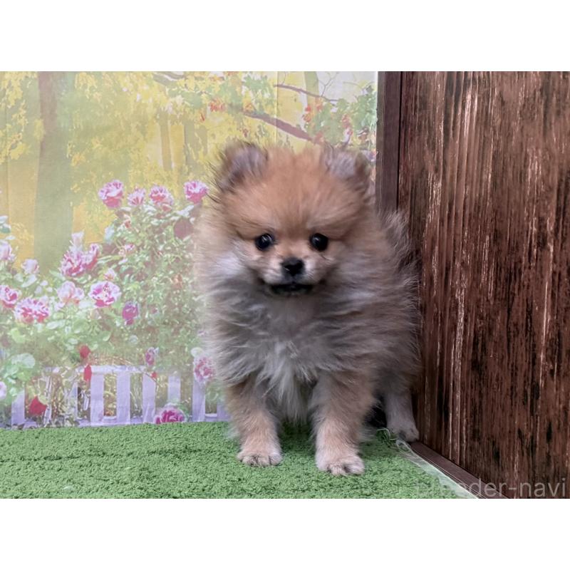 販売中の埼玉県のポメラニアン-437538の3枚目