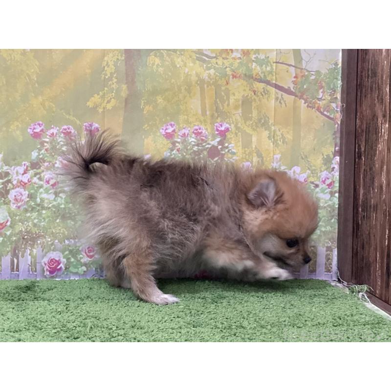 販売中の埼玉県のポメラニアン-437538の2枚目