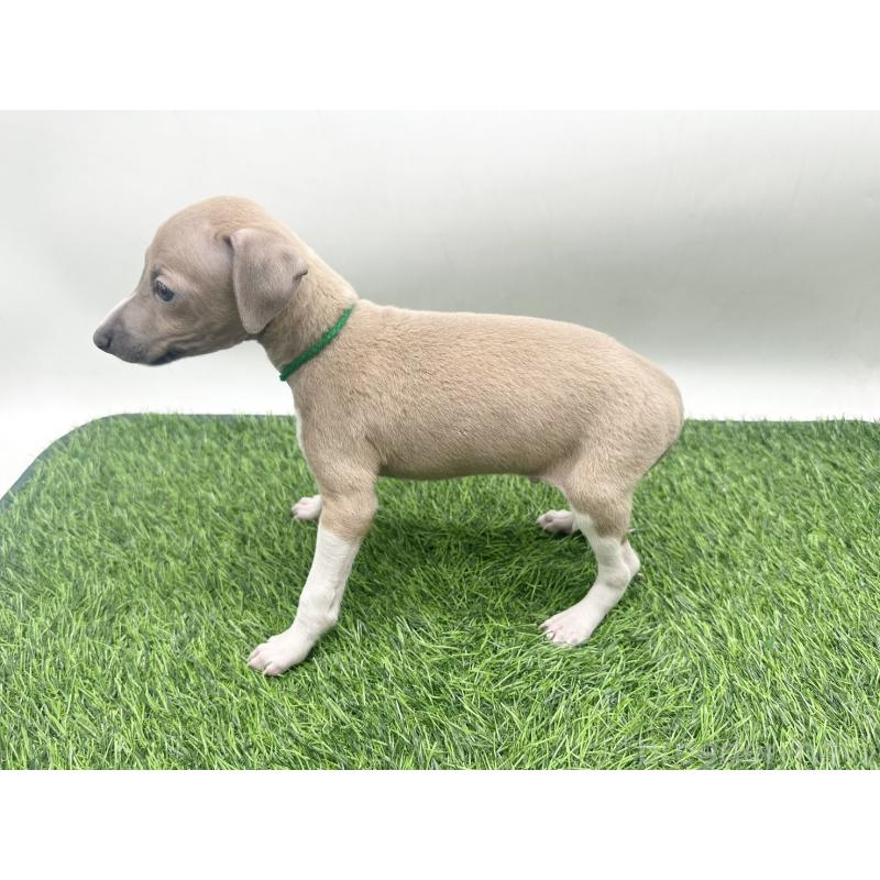 販売中の愛知県のイタリアングレーハウンド(イタグレ)-443360の3枚目