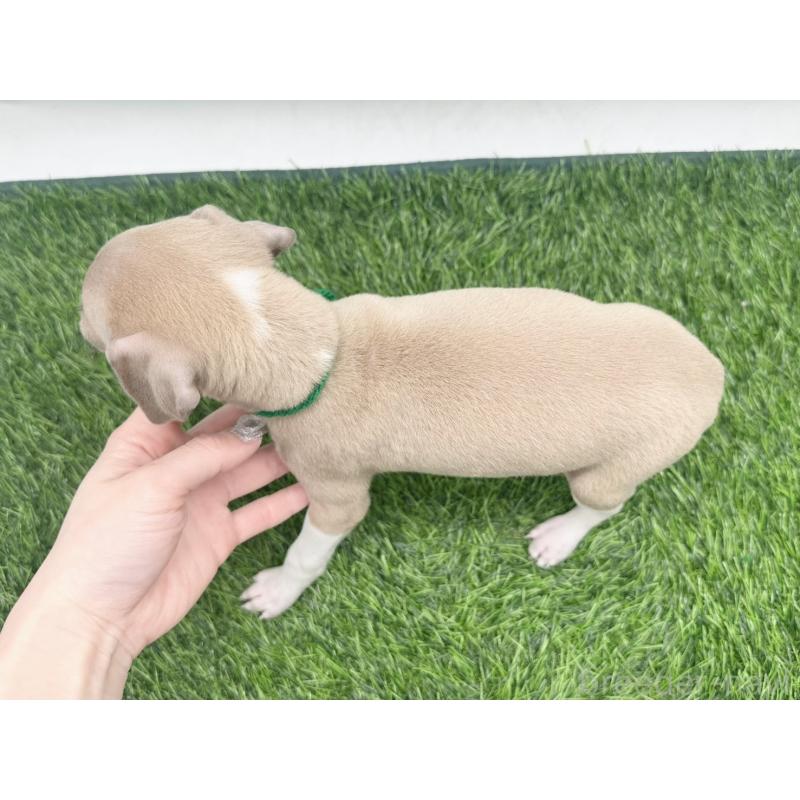 販売中の愛知県のイタリアングレーハウンド(イタグレ)-443360の2枚目