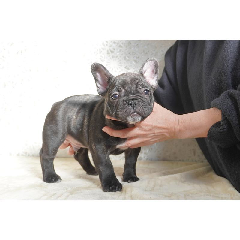 販売中の東京都のフレンチブルドッグ-443361の7枚目