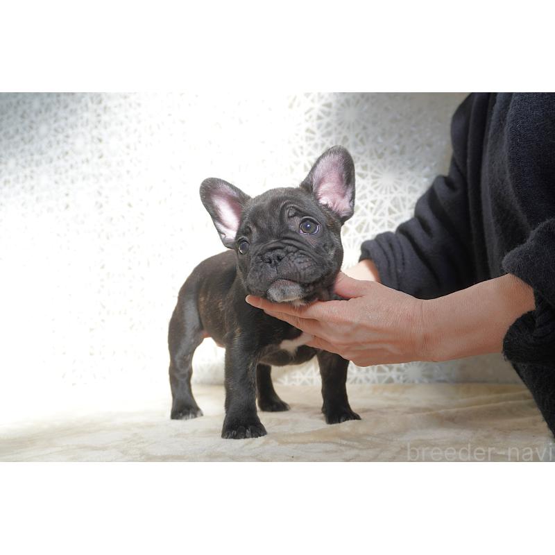 販売中の東京都のフレンチブルドッグ-443361の4枚目