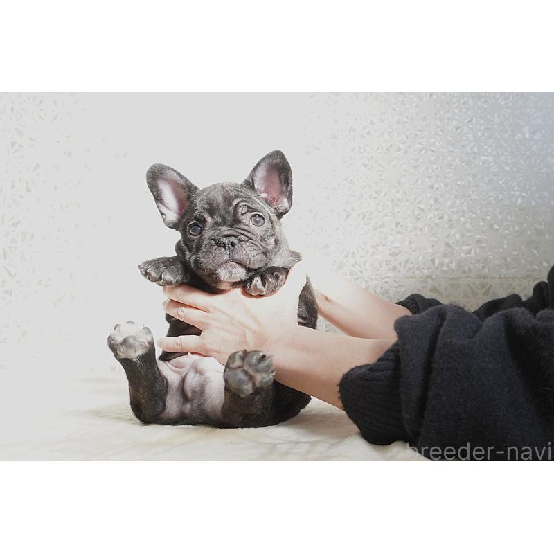 販売中の東京都のフレンチブルドッグ-443361の3枚目