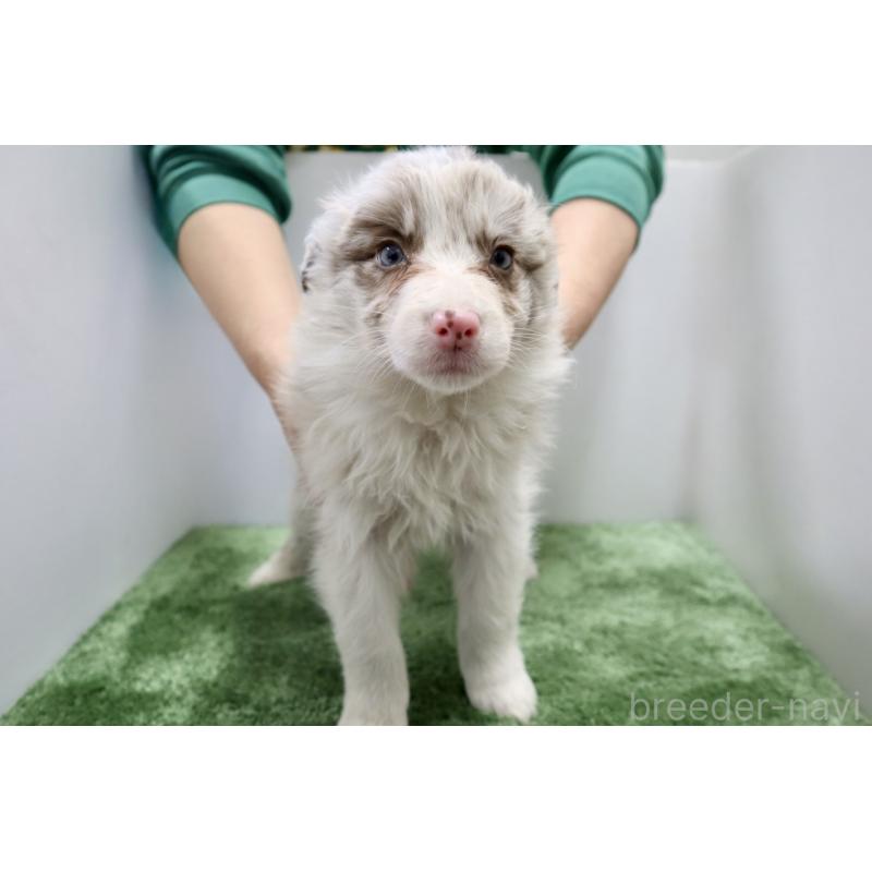 成約済の群馬県のボーダーコリー-436956の4枚目