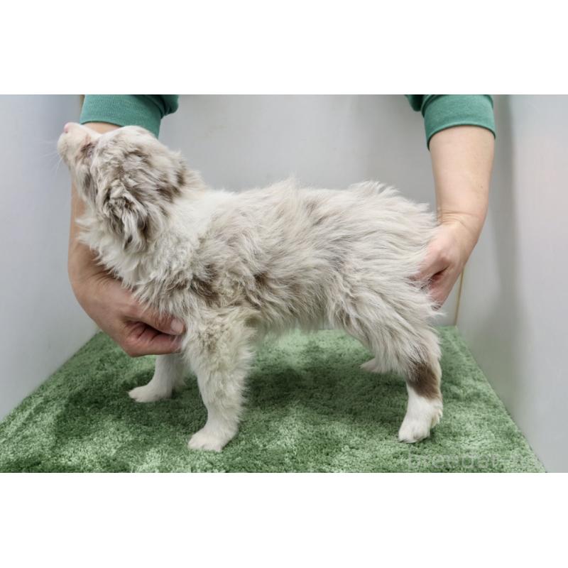 成約済の群馬県のボーダーコリー-436956の3枚目