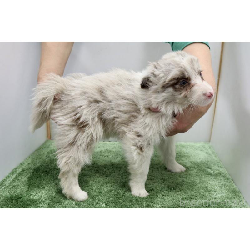 成約済の群馬県のボーダーコリー-436956の2枚目