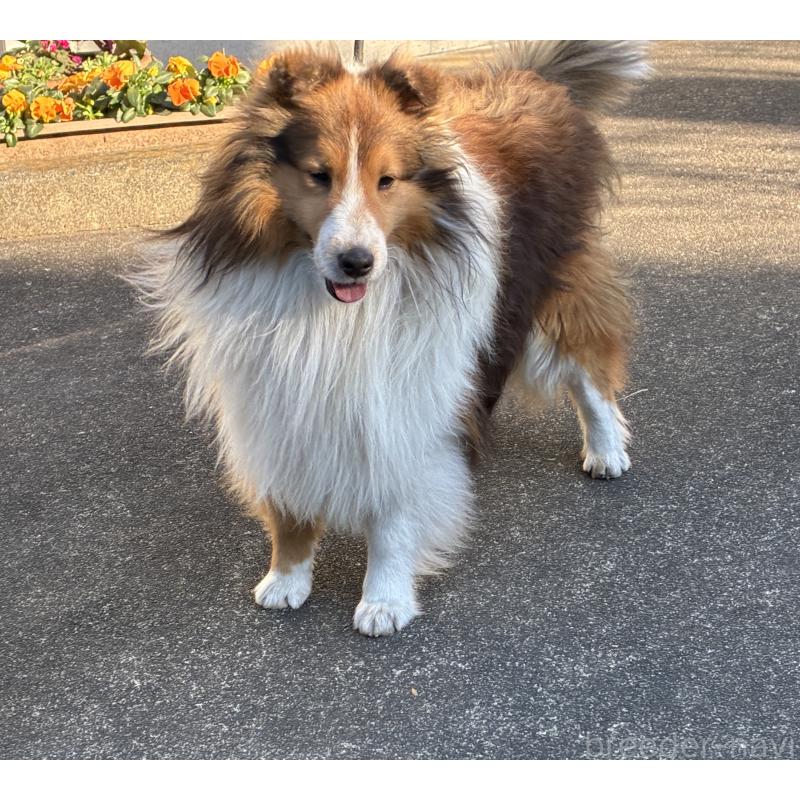 成約済の静岡県のシェットランドシープドッグ(シェルティ)-440141の6枚目