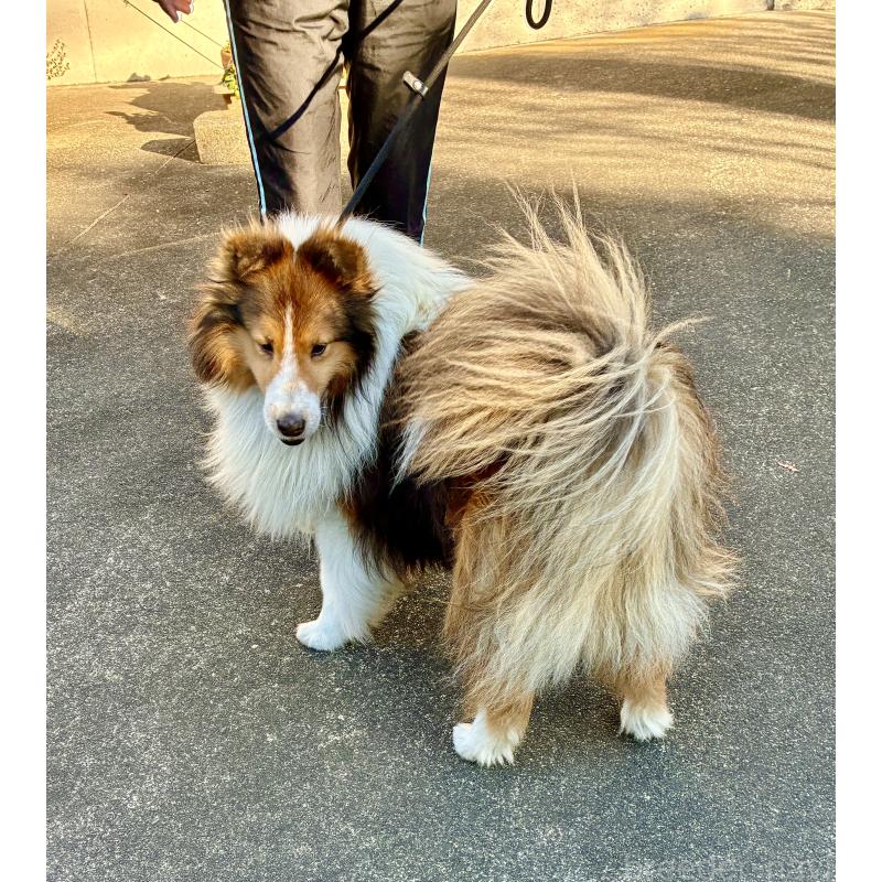 成約済の静岡県のシェットランドシープドッグ(シェルティ)-440141の5枚目