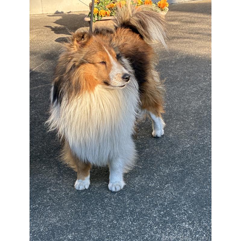 成約済の静岡県のシェットランドシープドッグ(シェルティ)-440141の4枚目