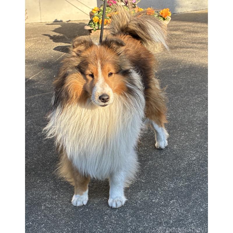 成約済の静岡県のシェットランドシープドッグ(シェルティ)-440141の3枚目