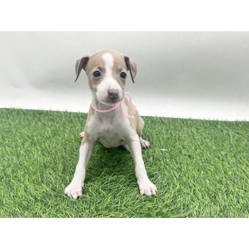 販売中の愛知県のイタリアングレーハウンド(イタグレ)-443362の5枚目