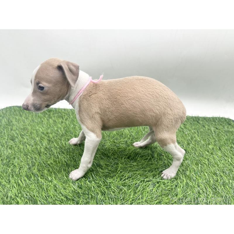 販売中の愛知県のイタリアングレーハウンド(イタグレ)-443362の3枚目