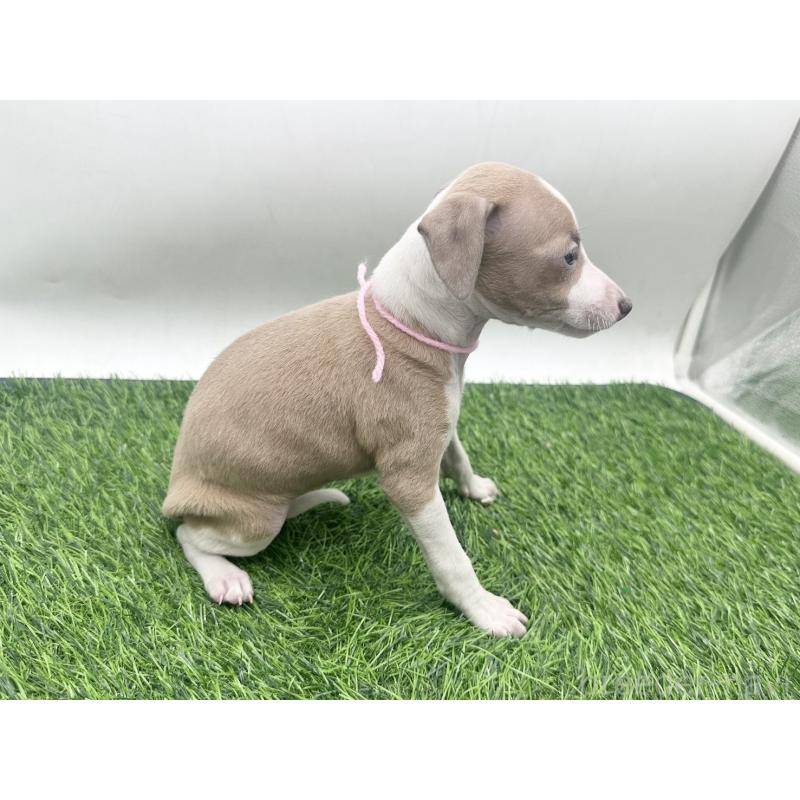 販売中の愛知県のイタリアングレーハウンド(イタグレ)-443362の2枚目