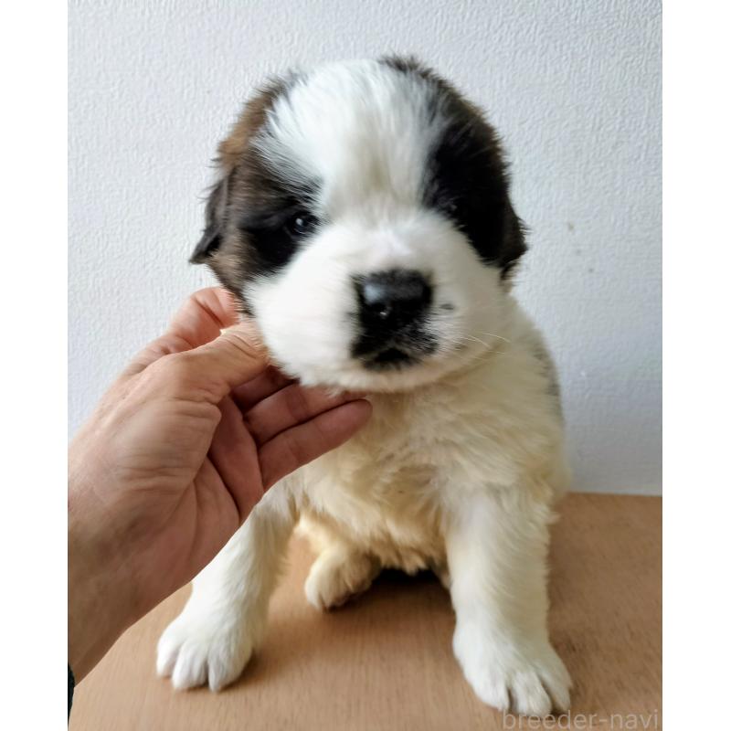 販売中の岐阜県のセントバーナード-443363の1枚目