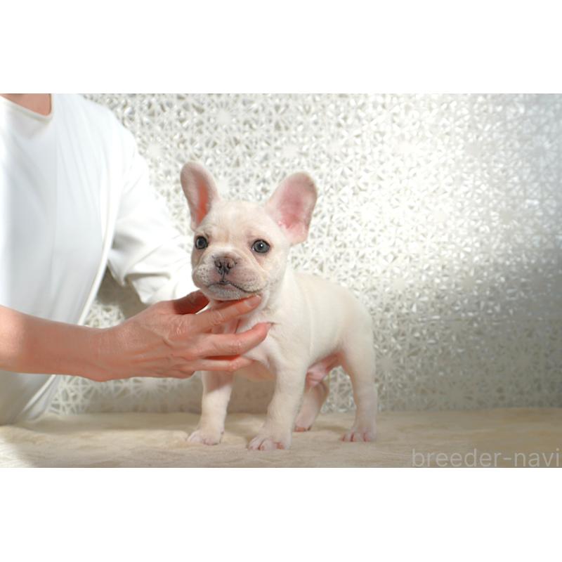 販売中の東京都のフレンチブルドッグ-443364の9枚目