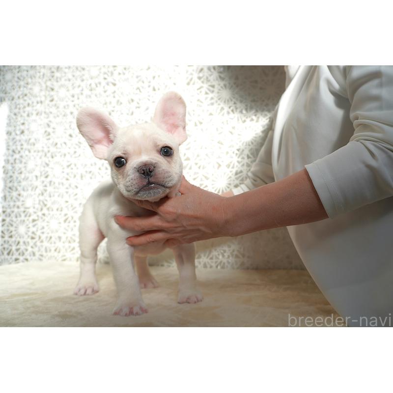 販売中の東京都のフレンチブルドッグ-443364の8枚目