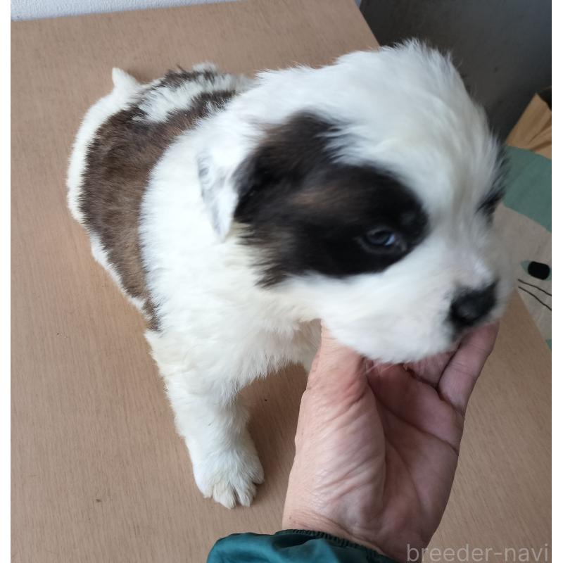 販売中の岐阜県のセントバーナード-443363の2枚目