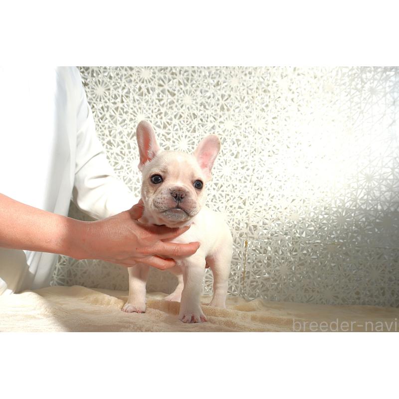 販売中の東京都のフレンチブルドッグ-443364の6枚目
