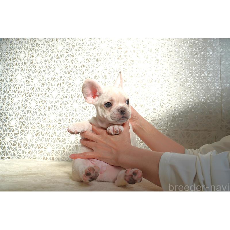 販売中の東京都のフレンチブルドッグ-443364の4枚目
