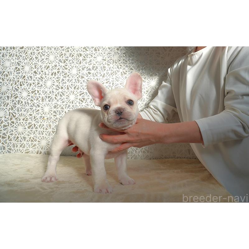 販売中の東京都のフレンチブルドッグ-443364の3枚目