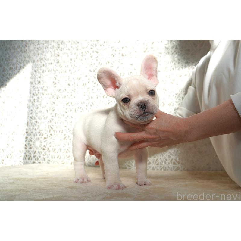 販売中の東京都のフレンチブルドッグ-443364の2枚目