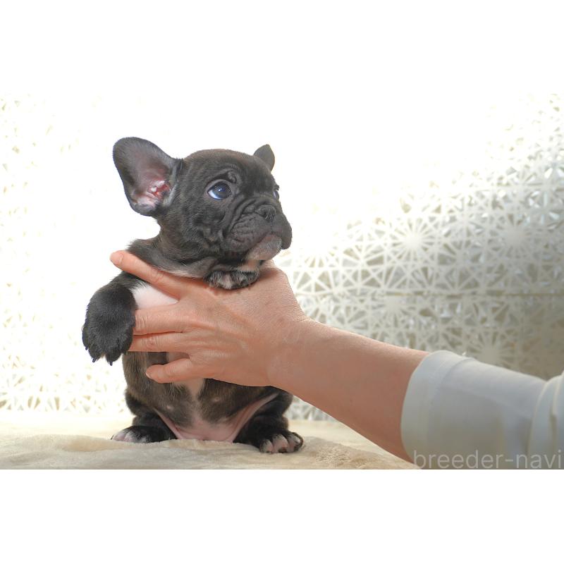 販売中の東京都のフレンチブルドッグ-443366の7枚目