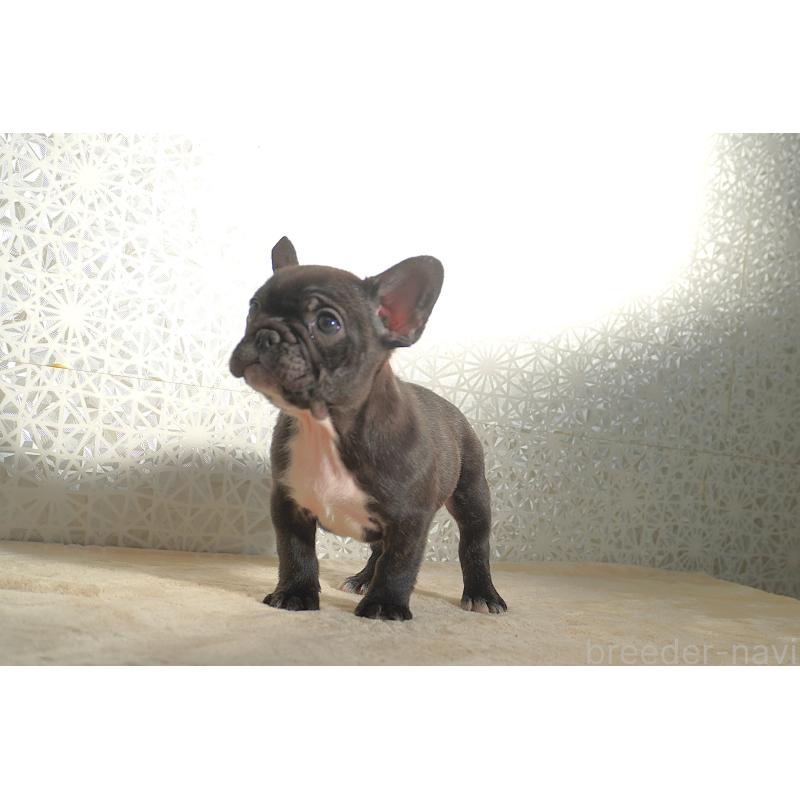 販売中の東京都のフレンチブルドッグ-443366の4枚目
