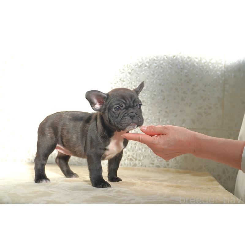 販売中の東京都のフレンチブルドッグ-443366の2枚目