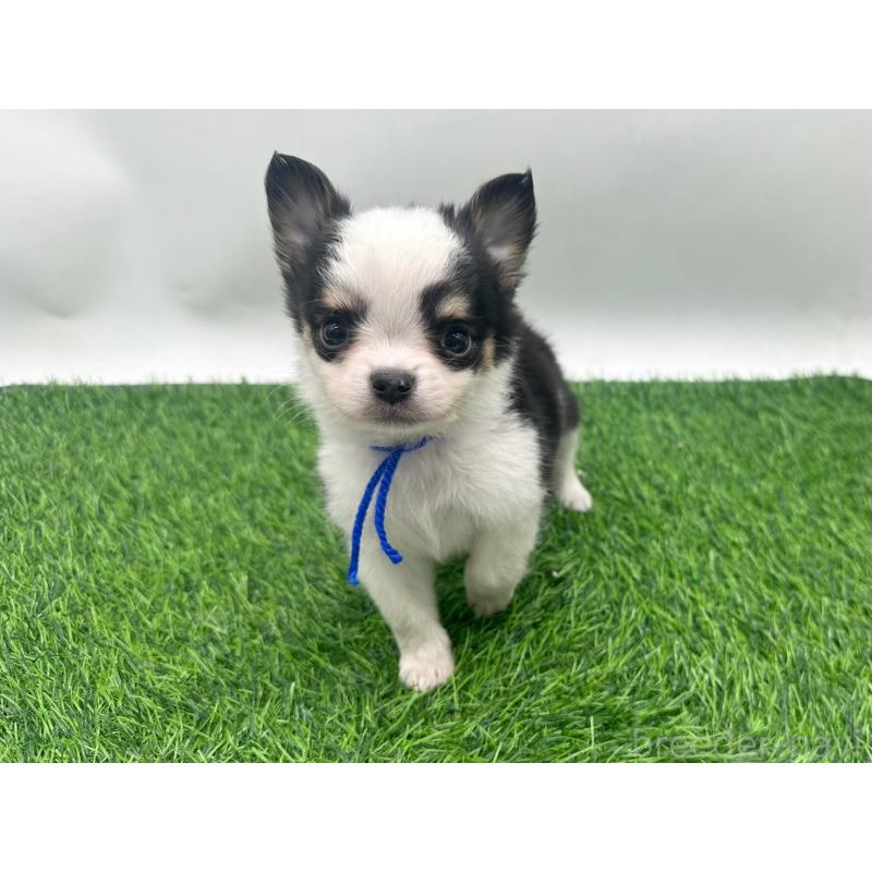 販売中の愛知県のチワワ(ロングコート)-443367の1枚目