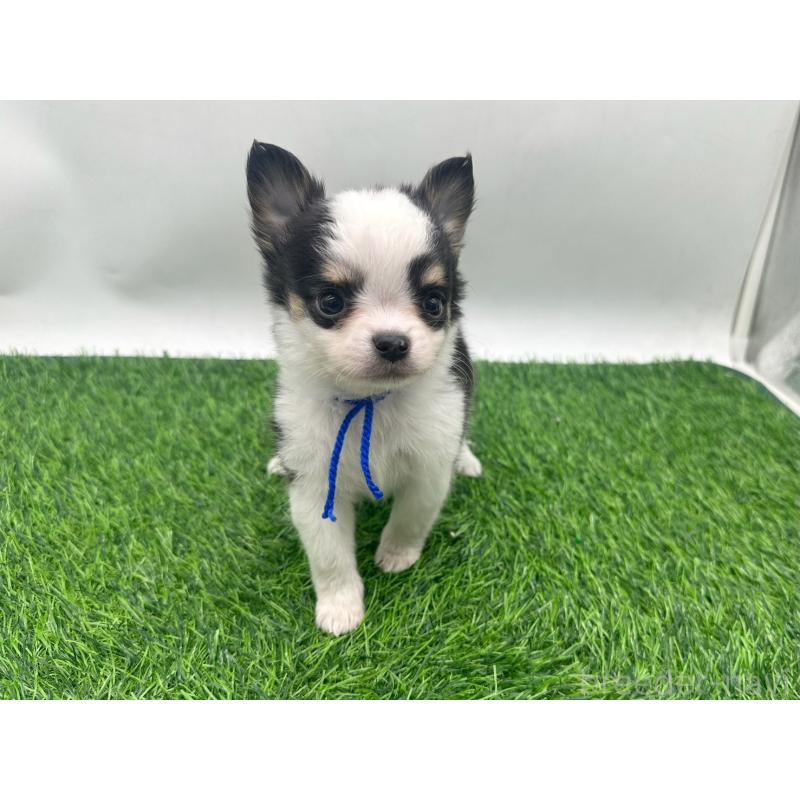 販売中の愛知県のチワワ(ロングコート)-443367の7枚目