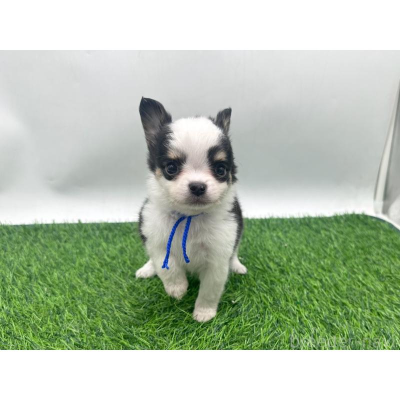 販売中の愛知県のチワワ(ロングコート)-443367の6枚目