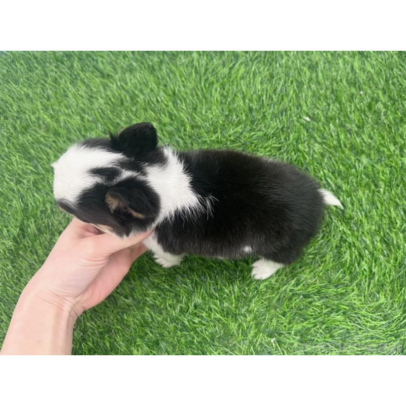 販売中の愛知県のチワワ(ロングコート)-443367の5枚目